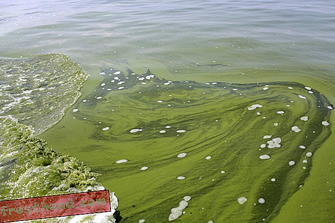 Erie järve vetikate probleem ei lähe varsti enam kuskile