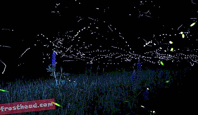 Светулките говорят на своите собствени светлинни езици, като всеки вид използва различен код.