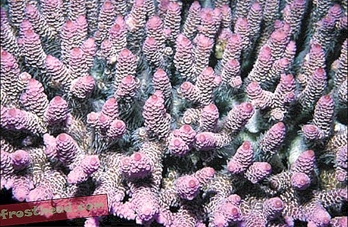 articles, science, notre planète - Les coraux surchauffés basculent et survivent