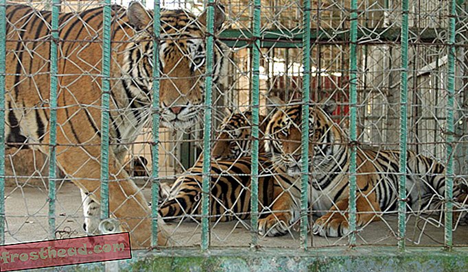 Ένα αγρόκτημα τίγρης στην Ειδική Οικονομική Ζώνη του Χρυσού Τριγώνου του Λάος.