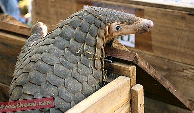 Un pangolin réhabilité par Save Vietnam's Wildlife attend sa libération.