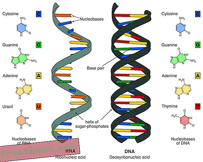 DNA en RNA