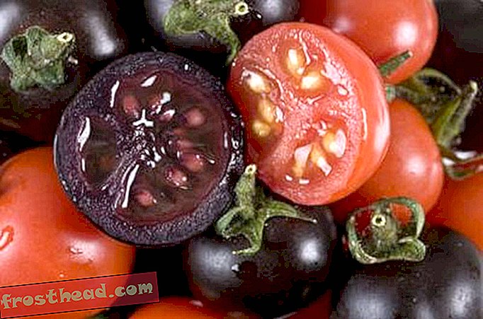 artikel, sains, planet kita - Purple Rain: Tomat Dapatkan Skema Warna Baru