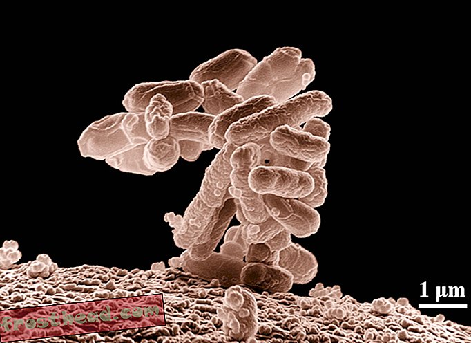 Colagem de E. coli antes do hambúrguer