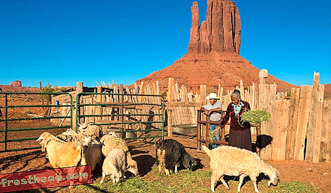 O femeie Navajo își hrănește efectivul în Monument Valley, Arizona.