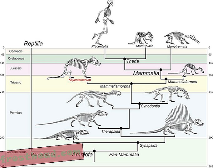 Árvore de evolução de mamíferos
