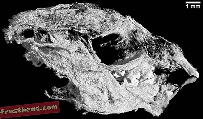 Подобные ласкам ископаемые обнаруживают эволюционные подсказки первых млекопитающих