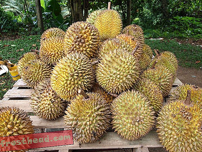 Artikel, Wissenschaft, unser Planet - Durians riechen schrecklich - aber der Geschmack ist himmlisch