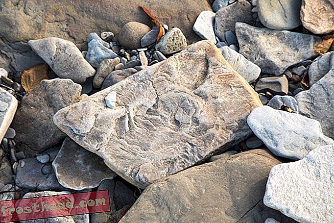 Fossielen op het strand