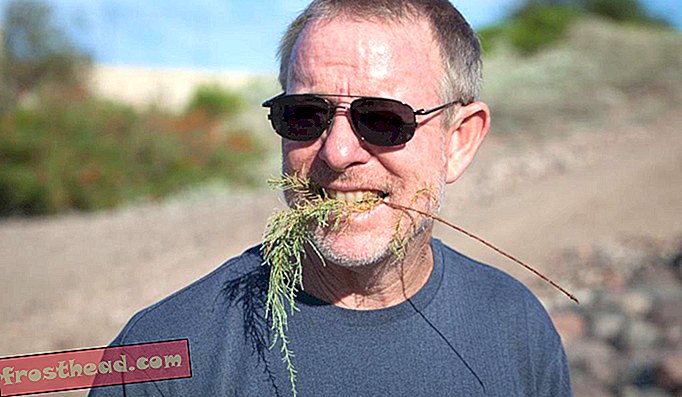 Matthew Chew, asystent profesora naukowego na Arizona State University, trzyma w ustach gałązkę cedru solnego. Liście mają słony smak, stąd nazwa rośliny.