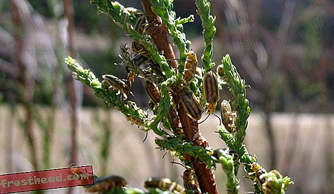 Tamarisk chrząszcze je liście w Kolorado.