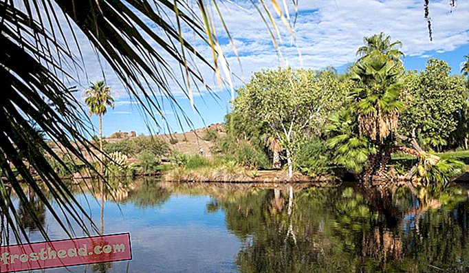 W Papago Park w Phoenix, gdzie jest dużo wody dla roślin, można zobaczyć różnorodną roślinność - w tym, po lewej stronie palmy, cedr solny.