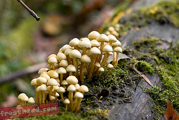 artiklid, teadus, meie planeet - Surm seene poolt ja muud lõbusad faktid seenesõprade ja vaenlaste kohta