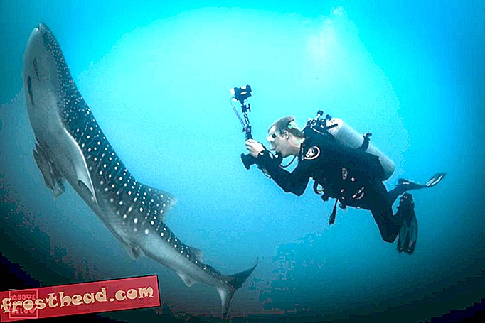 Briggs memotret hiu ikan paus juvana di Cabo Pulmo, Mexico.-2.JPG