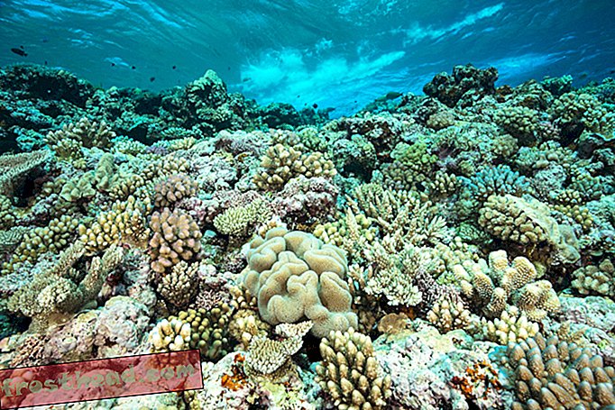 статии, наука, нашата планета - План за генетично инженерство на супер корал