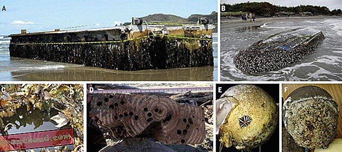 artikel, sains, planet kita, hidupan liar - Makhluk-makhluk Laut Masih Tiba di Amerika Syarikat pada Serpihan Plastik Dari Tsunami Jepun Lapan Tahun Ago