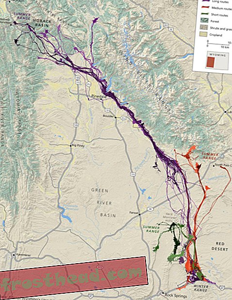 Mapa migracji jeleni muła
