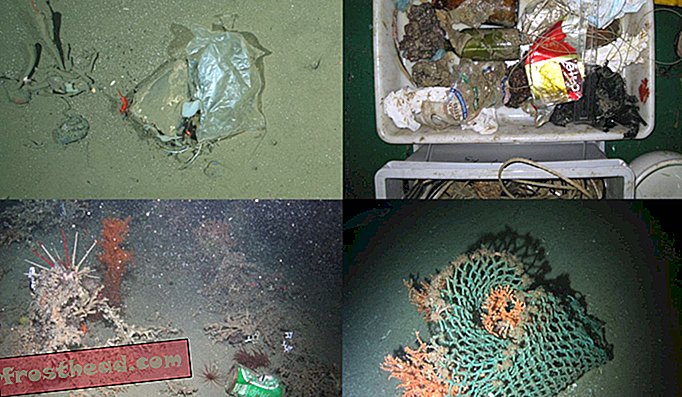 Des enquêtes menées au large des côtes européennes ont révélé toutes sortes de détritus humains, y compris des sacs en plastique (en haut à gauche et en bas à droite), des canettes de bière (en bas à gauche) et des bouteilles en verre (en haut à droite).