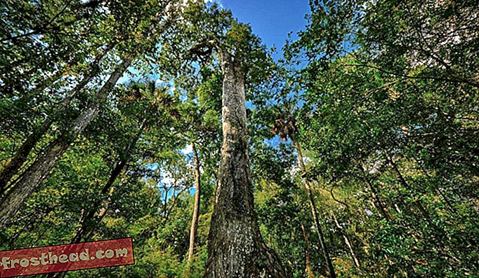 La carrera para salvar los grandes árboles del mundo clonándolos