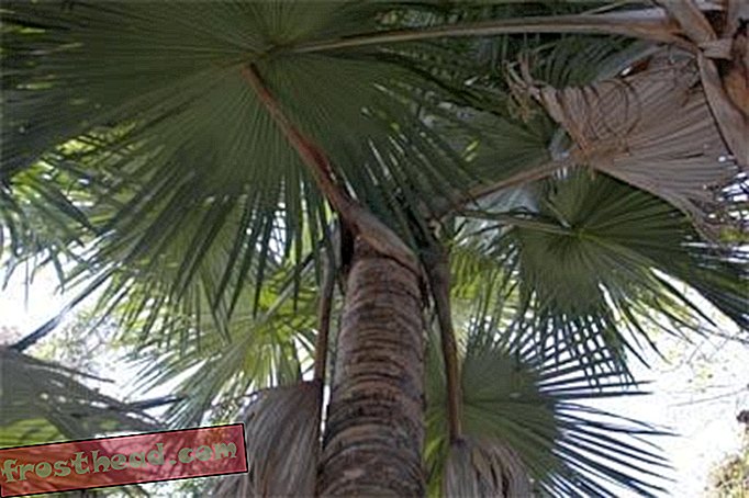 Hiiglaslik palm leiti peidus Madagaskari päikese all