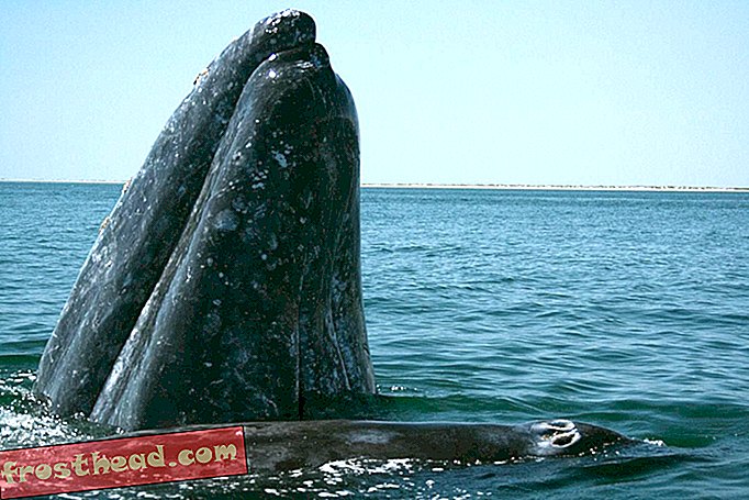 Grauwale kämpfen Überfischung, Klimawandel
