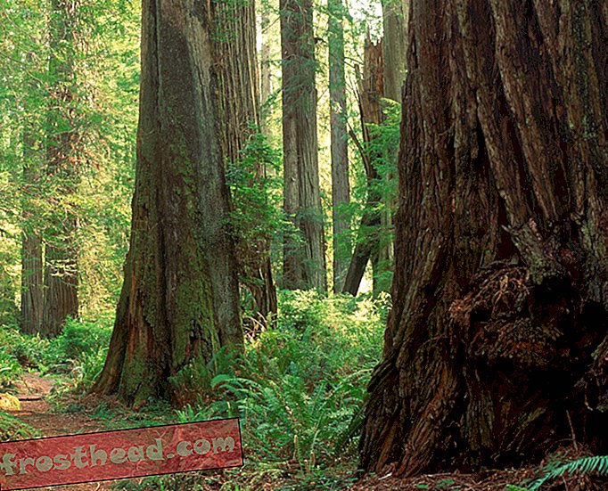 מאמרים, מדע, כדור הארץ שלנו - כיצד יכולים פלילי היער למנוע גניבת עצים עתיקים