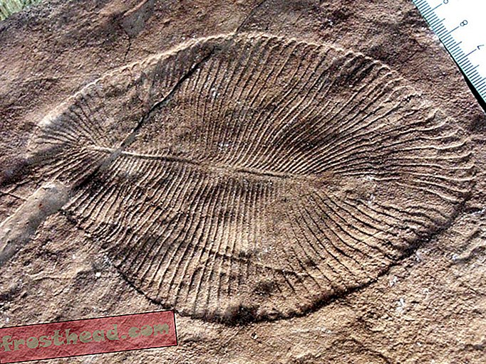 ディキンソニア化石