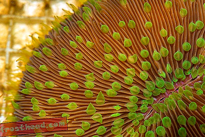 Coral Cogumelo
