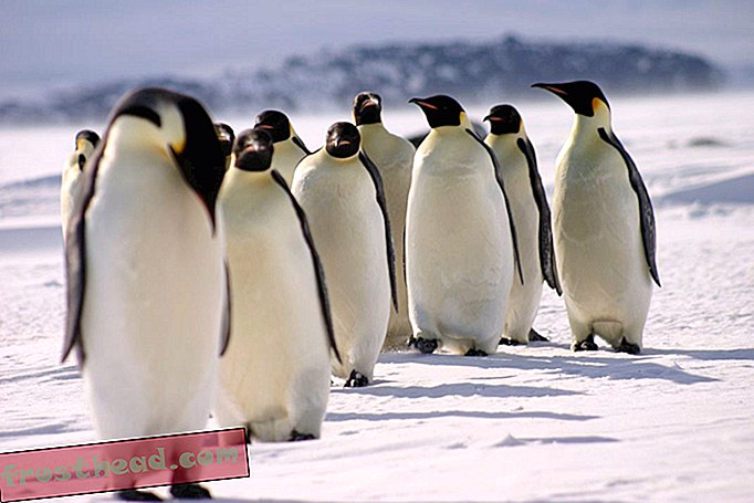 Cesarskih pingvinov