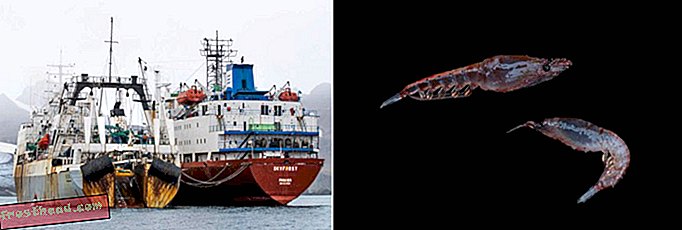 Perahu dan Krill
