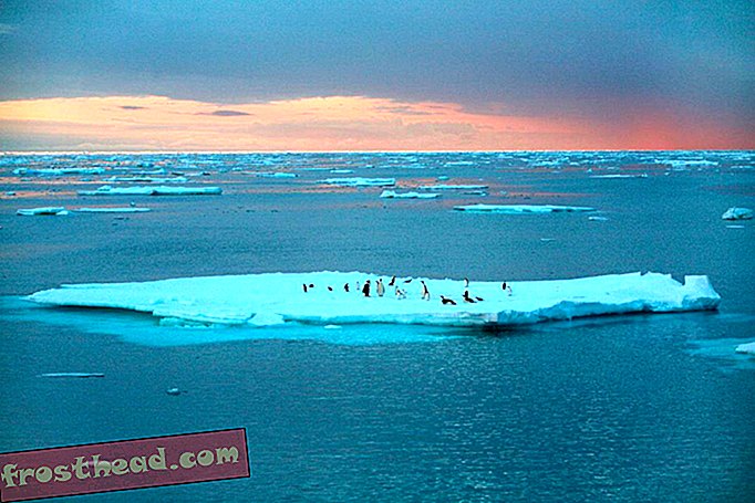 Pinguini su un iceberg