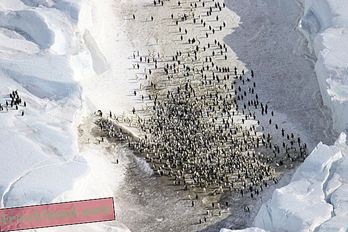Keisaripingviinien laskemisen monimutkainen laskelma