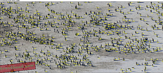 Brojanje pingvina