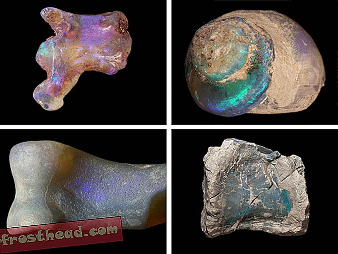 Opal Fosil