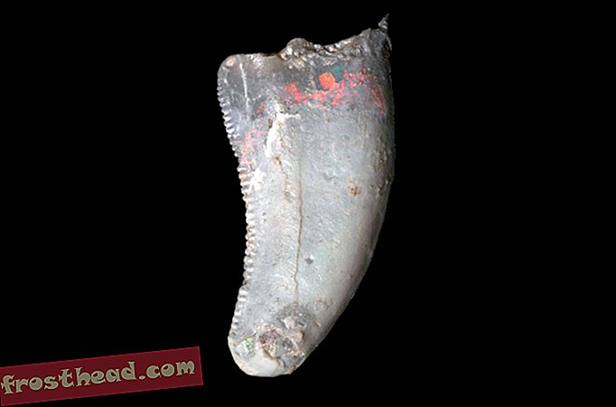 Opsional Dino Tooth