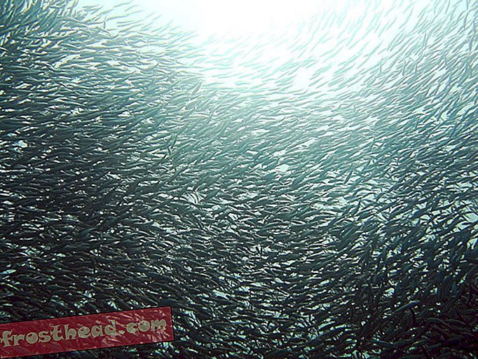 Gode ​​nyheder - dårlige nyheder i en dåse med sardiner