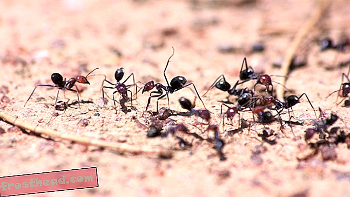 Антене дају нови траг у комуникацији са мравима