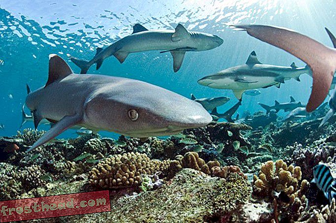 מאמרים, מדע, חיות בר - בני אדם קידמו את כריש השונית לטורף איפקס