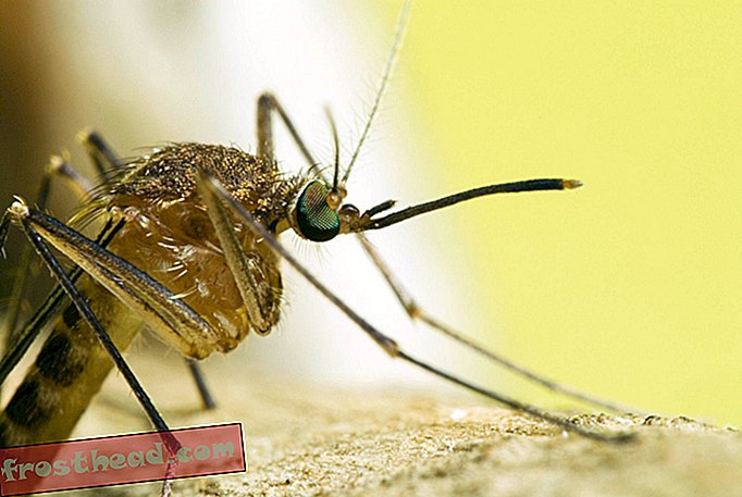 articles, science, faune - Comment le petit moustique a aidé l'Amérique à gagner son indépendance