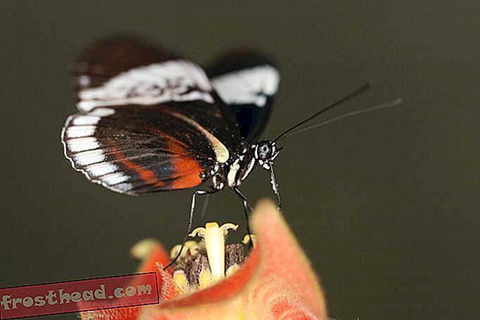 Powód, dla którego te trujące motyle nie łączą się, jest zapisane w ich DNA
