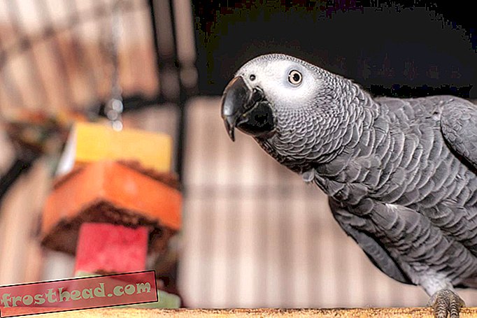 14 забавни факта за папагалите