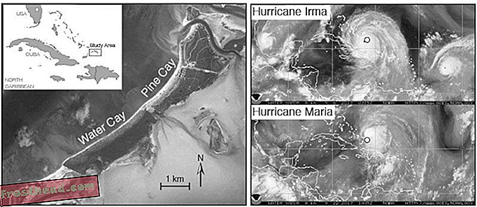 чланци, наука, дивљина - Гуштери са већим ножним прстима и мањим задњим ногама преживљавају урагане