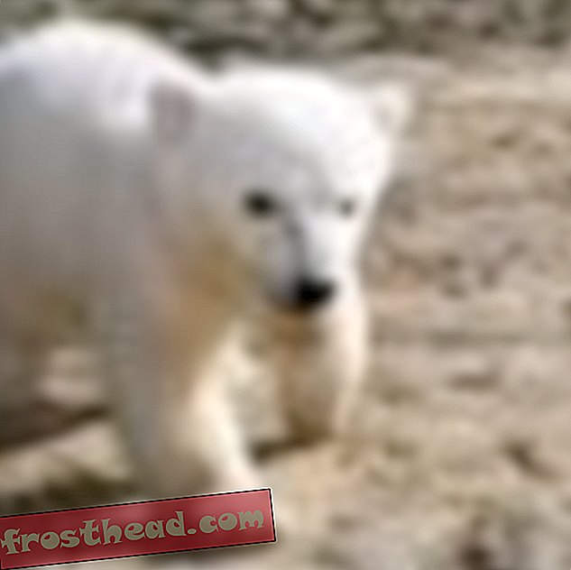 Knit Polarnog medvjeda misteriozna smrt napokon riješena