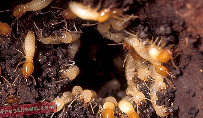 Termiti žure na oštećeno područje gnijezda kako bi popravili rupu.