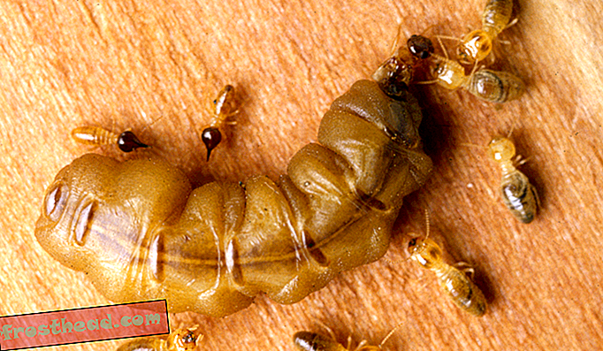 Les colonies de termites entièrement féminines se reproduisent sans entrée masculine