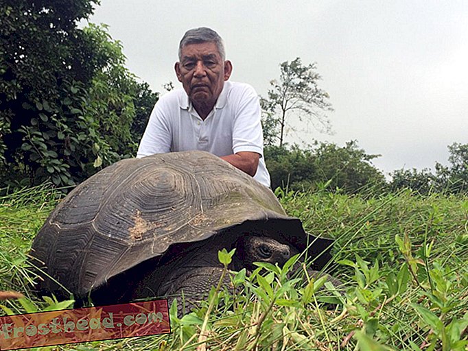 Se encuentran nuevas especies de tortuga de Galápagos en la isla de Santa Cruz