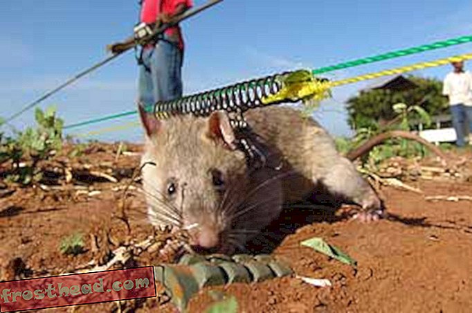 लेख, विज्ञान, वन्य जीवन - जब पशु आक्रमण: फ्लोरिडा में चूहों, मिशिगन में मसल्स