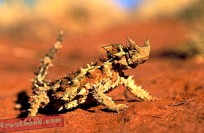 Este lagarto de crista cheia bebe areia com sua pele