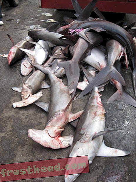 artiklid, teadus, elusloodus - Kas Punase mere haide päästmine on liiga hilja?