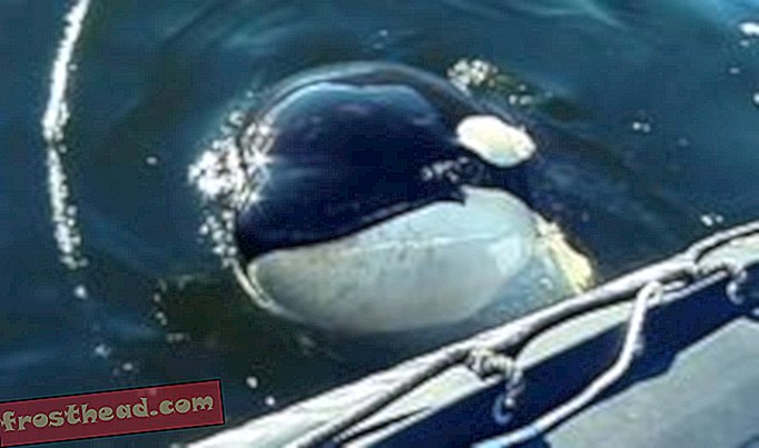 articles, science, faune - Luna: une baleine à regarder